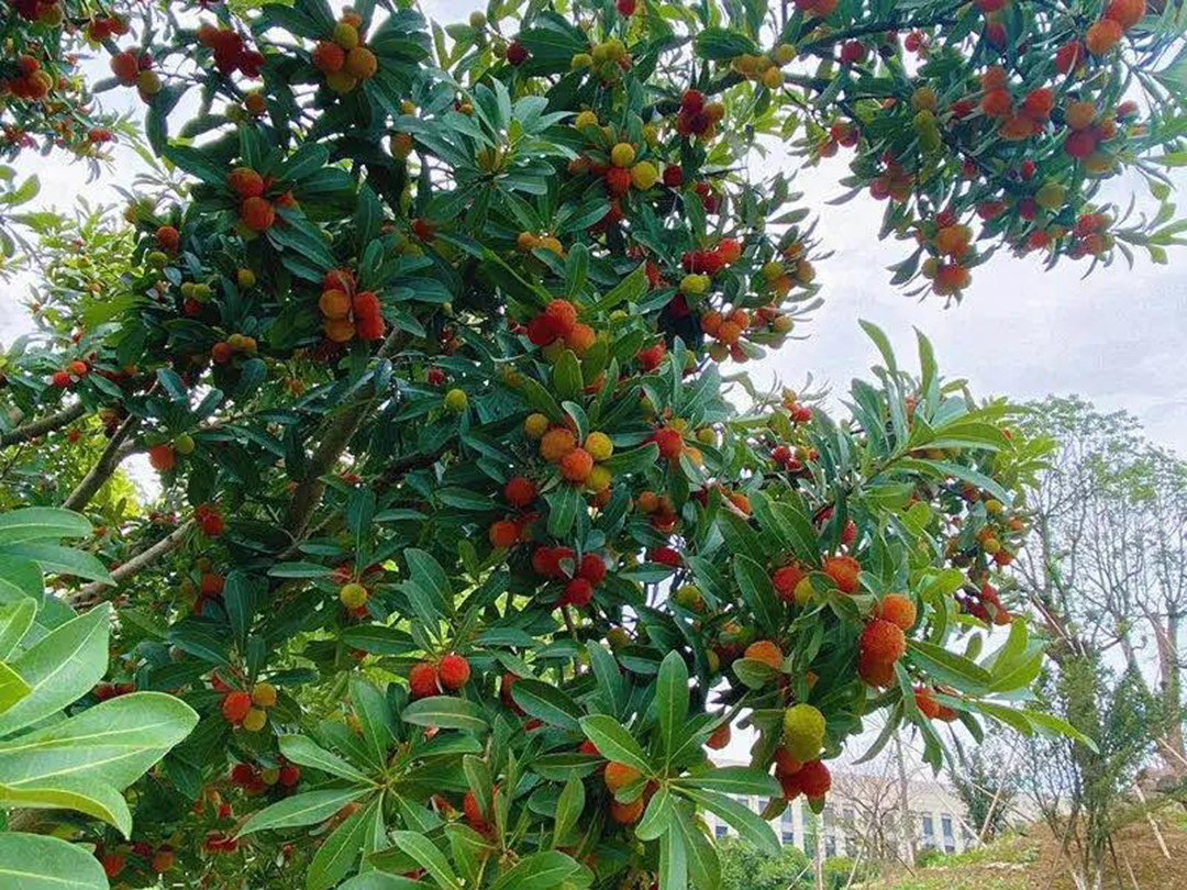 風(fēng)景這邊獨(dú)好！東大環(huán)境美景一覽，請(qǐng)查收